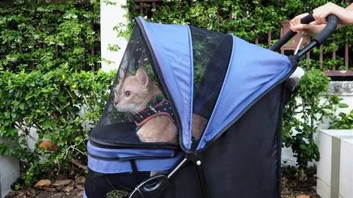 8 DIY Cat Stroller Plans You Can build Today (nrog duab)