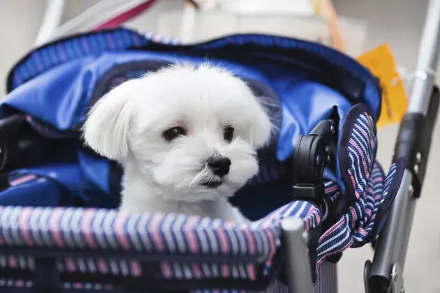 Come realizzare un passeggino per animali da un passeggino