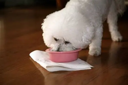 Jolie og Chloe begge racerene Bichon Frise hunde nyder deres doggy dinner_mikeledray_shutterstock