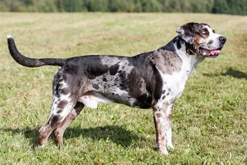 Qeni leopard Catahoula duke qëndruar në bar