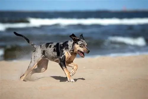 Catahoula leopard aub khiav hauv cov xuab zeb