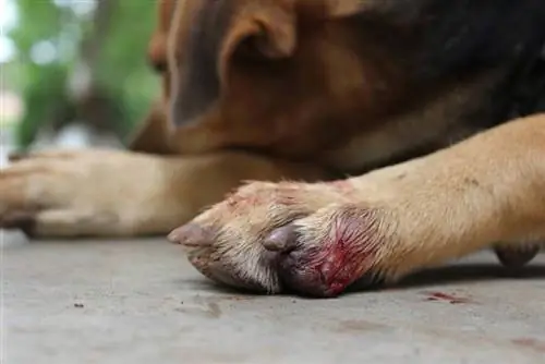 cachorro com pata sangrando do lado de fora