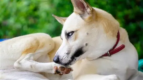 cachorro lambendo a pata