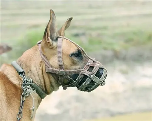 cane pit bull che indossa una museruola