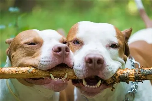 Sluit Pit Bulls hul kake wanneer hulle byt? Feit vs fiksie