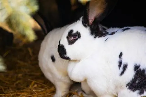 Lapin géant à carreaux se cachant dans le hangar