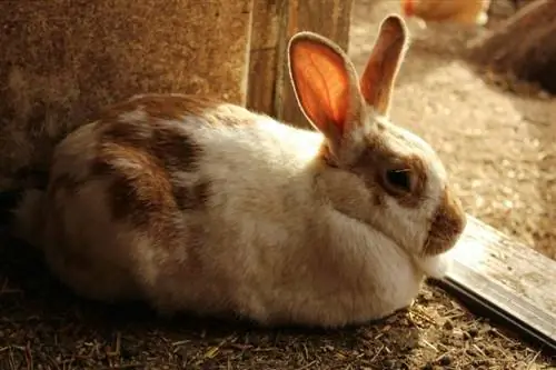 Sussex Rabbit