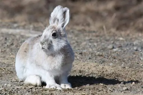 Lapin du Sussex