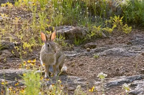 Lapin du Sussex