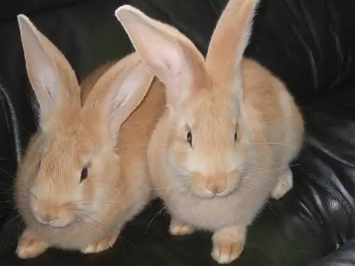 Sussex Rabbit: Fakta, pleje, kost, billeder & Mere