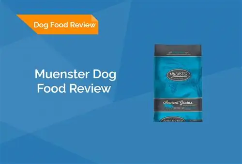 Muenster Dog Food Review 2023: عمليات الاستدعاء والإيجابيات & سلبيات