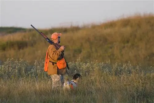 Die 10 besten Trainingsbücher für Vogelhunde – Rezensionen 2023 & Top-Picks