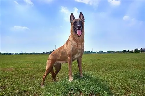 qen malinois belg jashtë në fushë