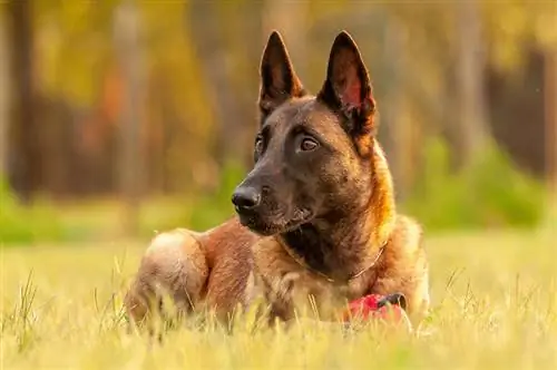 malinois Belgium berbaring di atas rumput