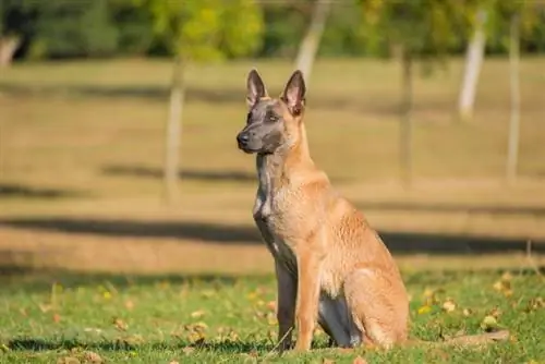 con chó malinois bỉ trên cánh đồng công viên