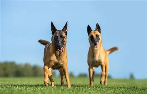 dalawang babaeng Belgian malinois