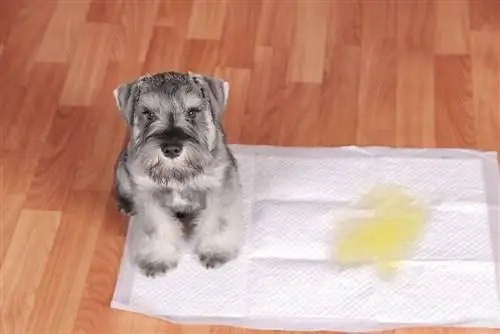 Chiot Schnauzer a fait pipi sur le tapis d'apprentissage de la propreté