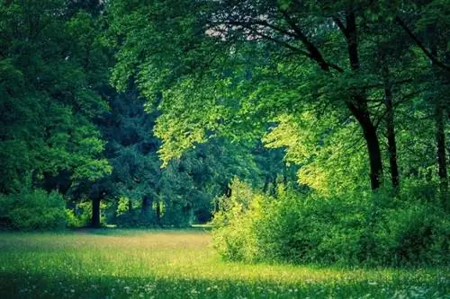 Stachelige Büsche rund um einen Baum