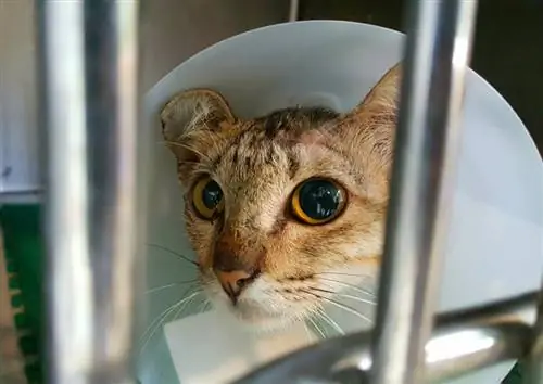 un chat atteint d'anisocorie (taille de pupille inégale)