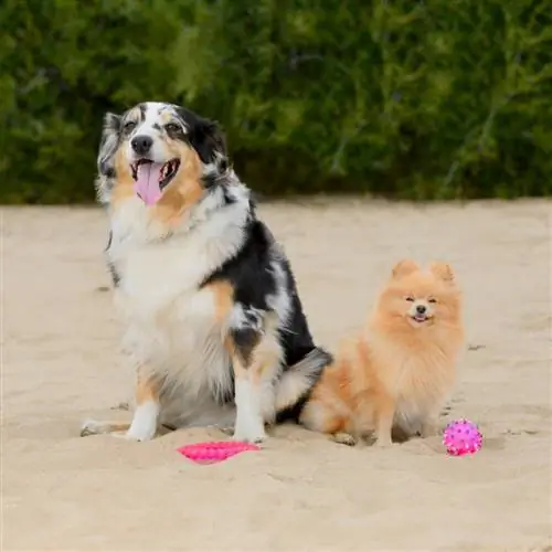 aussie shepherd pomeranian