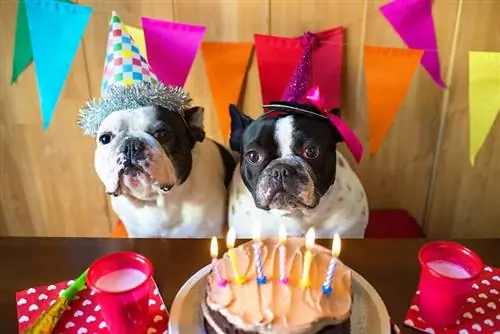 bulldog francesi in una festa per cani