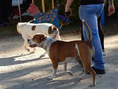 bir geçit töreninde köpekler