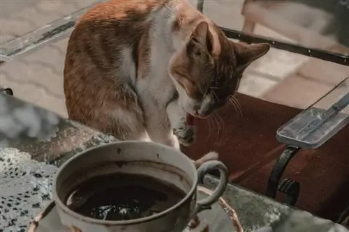 Gato com uma tigela de molho barbecue em cima da mesa