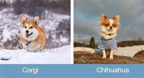 Corgi dhidi ya Chihuahua