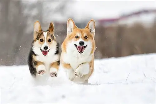 Perro corgi galés corriendo al aire libre en la nieve