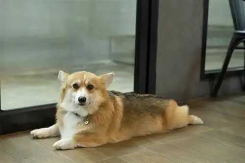 pembroke welsh corgi perro splooting en el suelo