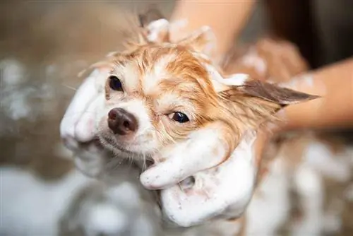 cerrar persona bañando a un chihuahua