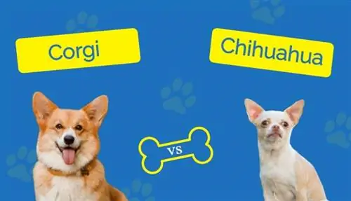 Corgi vs. Chihuahua: Mana yang Tepat untuk Saya?