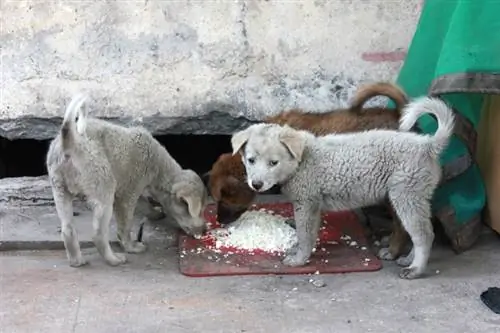 Donnez à un chien un os Semaine 2023 : quand & comment est-elle célébrée ?