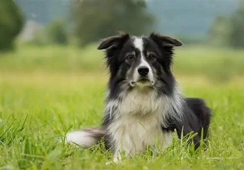 Collie Sempadan