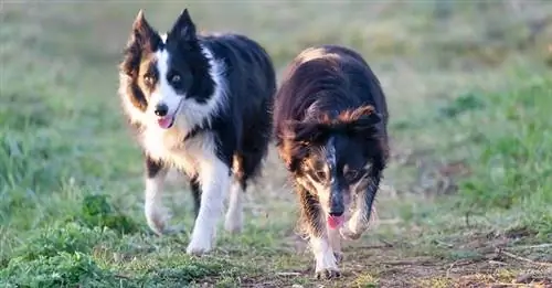 Czy border collie są dobrymi psami stróżującymi? Cechy & Często zadawane pytania