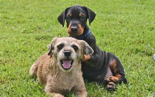 cachorrinho doberman com um cachorrinho fofo na grama