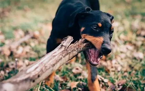 en doberman valp som leker med trädgren