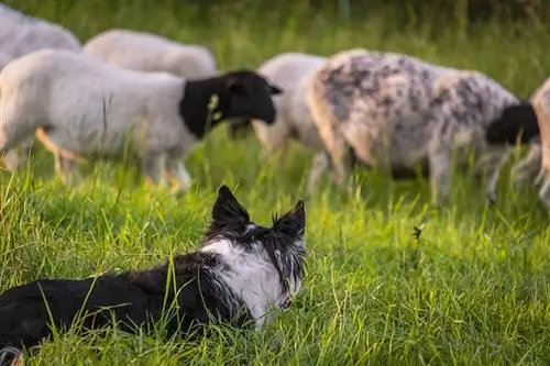 border collie vallar får