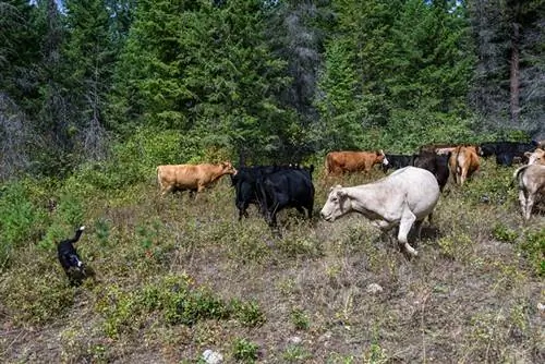 border collie hund som hjälper valla boskapen genom skogen