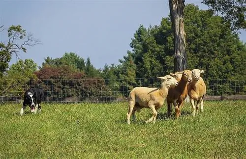 mbwa wa mpaka wa collie akichunga kondoo