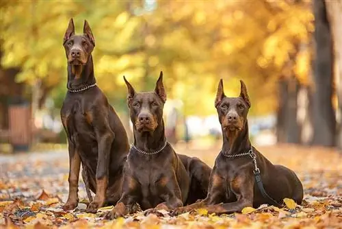 Trois pinces Doberman rouges