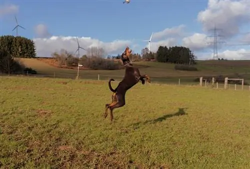 cachorro doberman pulando alto para pegar uma bola