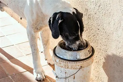 cão dinamarquês comendo comida de cachorro da tigela de alimentação