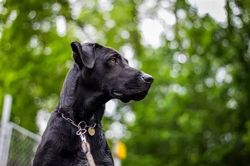 dogue allemand noir en laisse