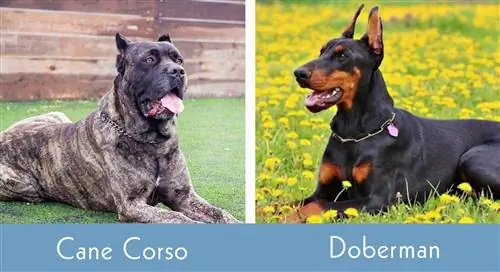 cane corso en doberman visuele verskille