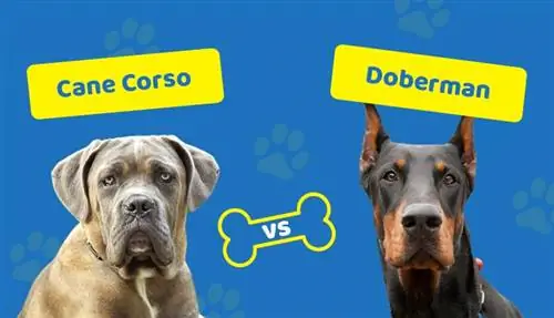 Cane Corso vs Doberman: Hoe vergelyk hulle?