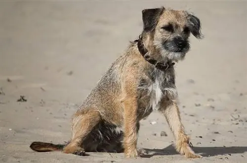 border terrier sitter på stranden