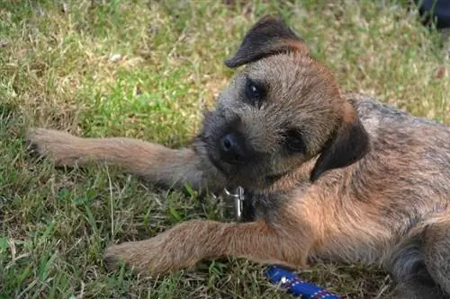 border terrier hond wat op gras lê