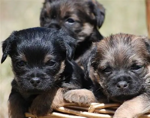 border terrier hondjies