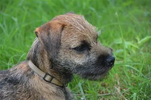 sidovy av en borderterriers ansikte